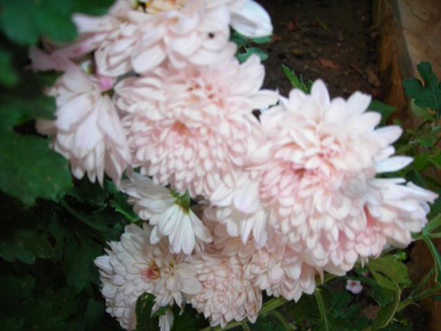 Name:  DSCN3915.jpg
Views: 547
Size:  38.2 KB