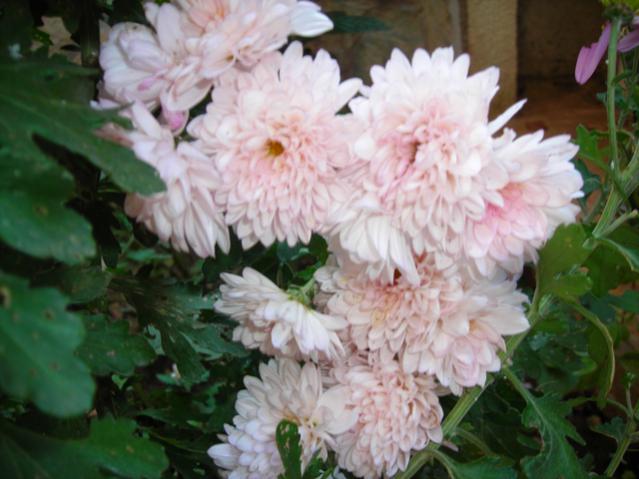Name:  DSCN3916.jpg
Views: 542
Size:  43.0 KB