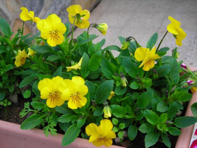 Name:  DSCN3929.jpg
Views: 535
Size:  51.5 KB