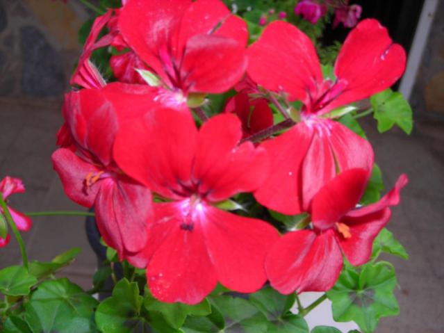 Name:  DSCN3933.jpg
Views: 506
Size:  35.9 KB