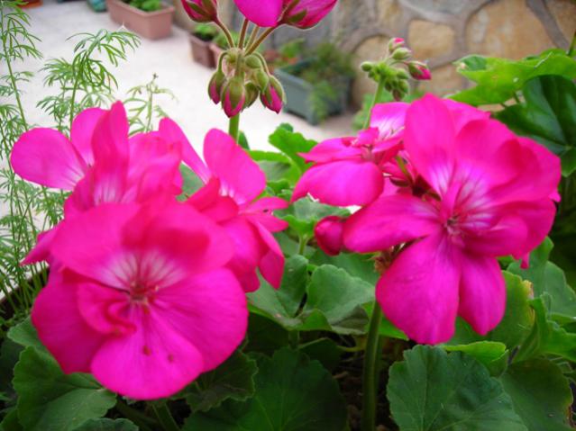 Name:  DSCN3934.jpg
Views: 506
Size:  44.6 KB