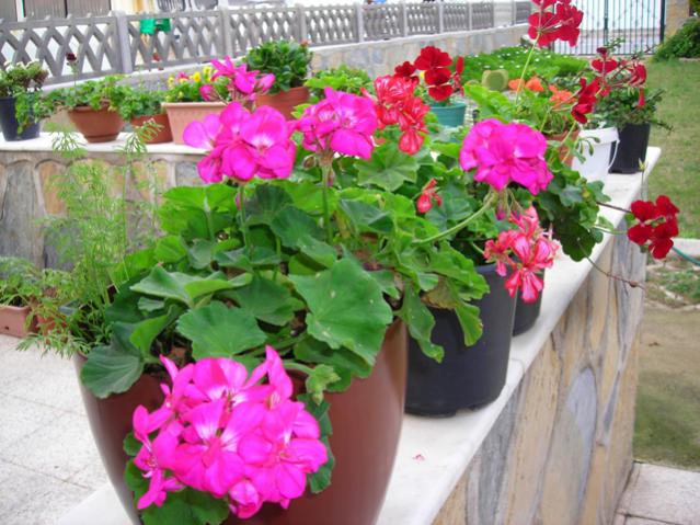 Name:  DSCN3937.jpg
Views: 540
Size:  60.4 KB