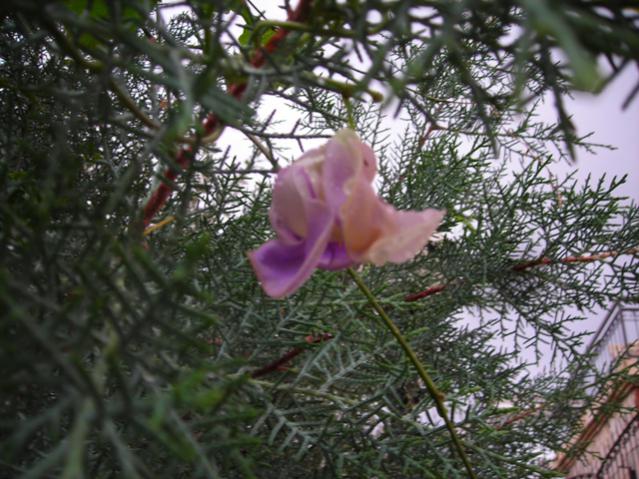 Name:  DSCN3940.jpg
Views: 507
Size:  62.9 KB