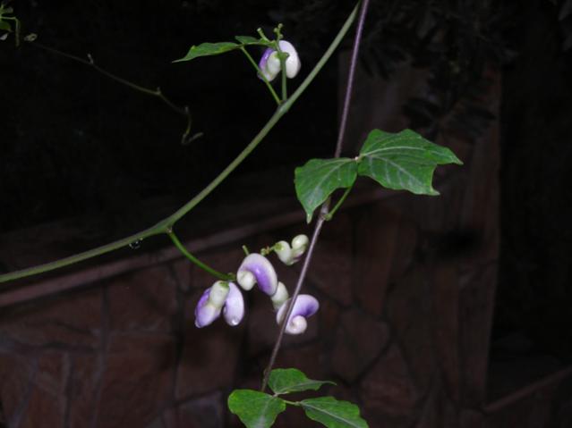 Name:  DSCN3943.jpg
Views: 531
Size:  21.8 KB