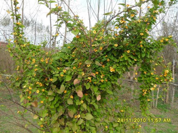 Name:  009.jpg
Views: 493
Size:  72.1 KB