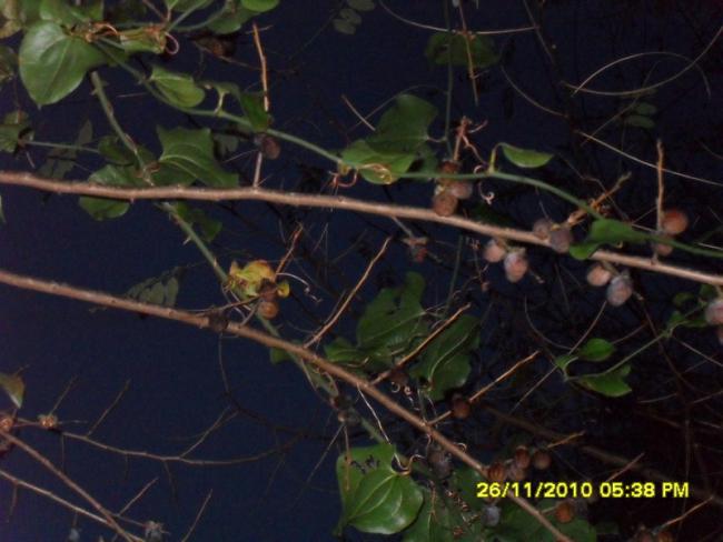 Name:  029.jpg
Views: 1020
Size:  40.1 KB
