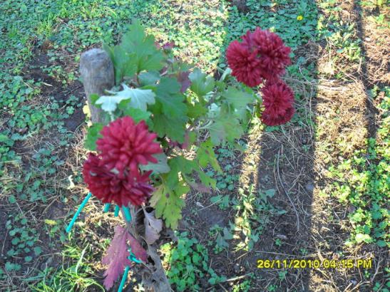 Name:  003.jpg
Views: 624
Size:  74.2 KB