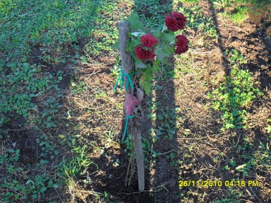 Name:  004.jpg
Views: 659
Size:  73.1 KB