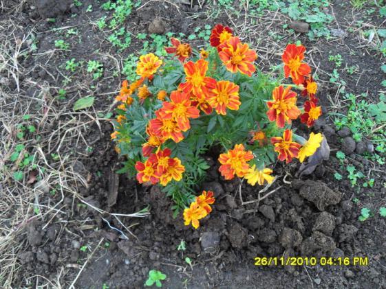 Name:  007.jpg
Views: 629
Size:  74.2 KB