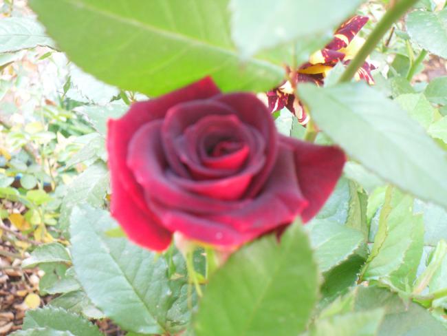 Name:  SDC11597 copy.jpg
Views: 660
Size:  39.1 KB