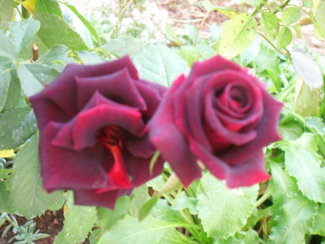 Name:  SDC11598 copy.jpg
Views: 644
Size:  44.4 KB