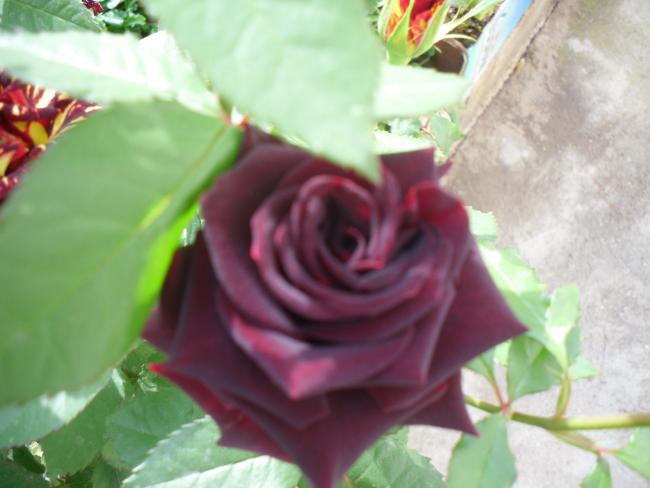 Name:  SDC11601 copy.jpg
Views: 651
Size:  34.2 KB
