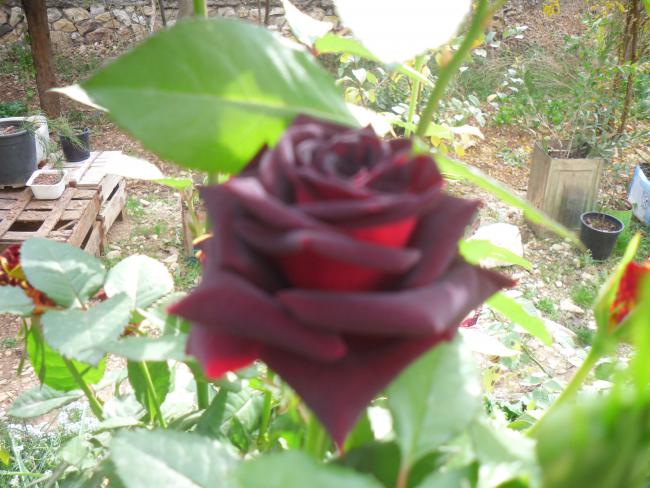 Name:  SDC11602 copy.jpg
Views: 657
Size:  55.6 KB