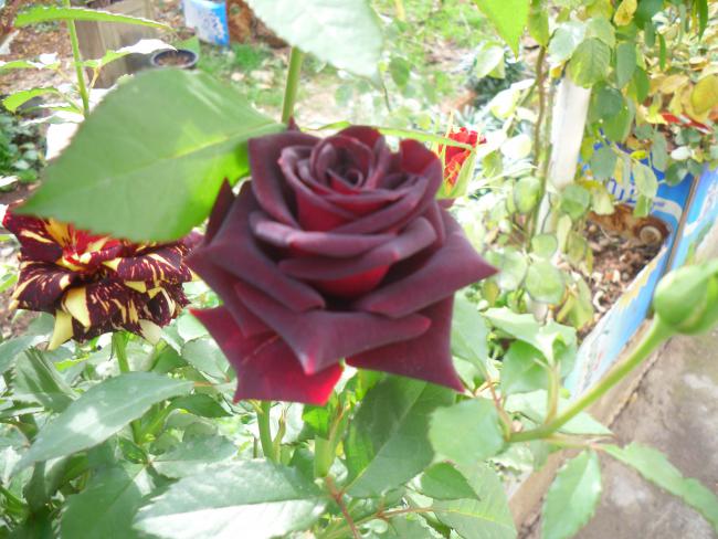 Name:  SDC11603 copy.jpg
Views: 646
Size:  56.9 KB