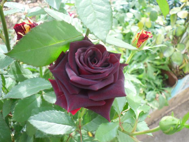 Name:  SDC11604 copy.jpg
Views: 761
Size:  50.5 KB
