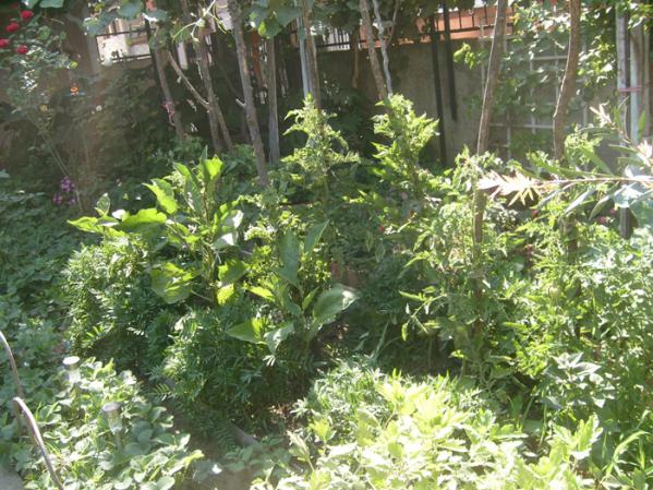 Name:  S6309118.jpg
Views: 476
Size:  72.4 KB