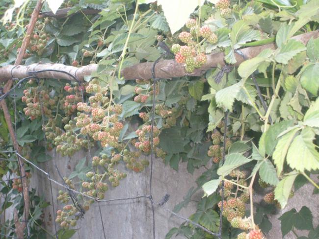 Name:  S6309123.jpg
Views: 487
Size:  63.8 KB