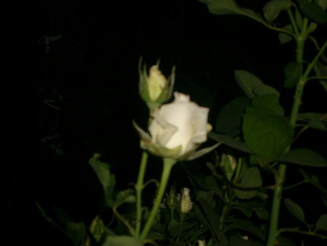 Name:  S6309148.jpg
Views: 452
Size:  18.7 KB