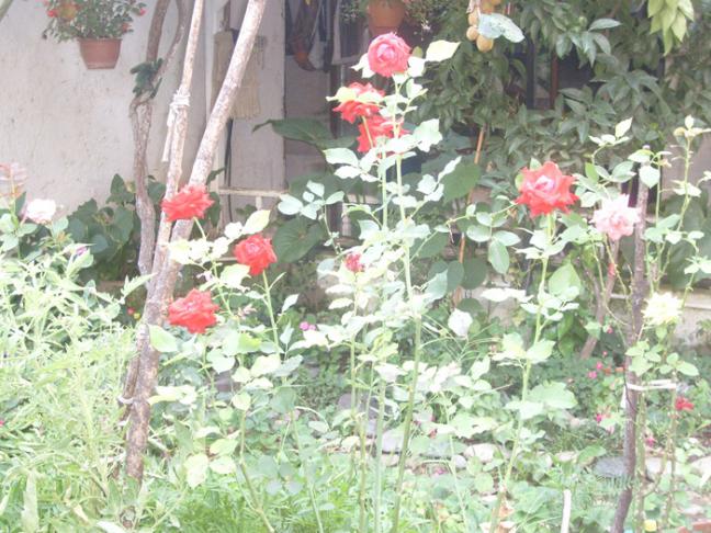 Name:  S6309160.jpg
Views: 472
Size:  70.1 KB