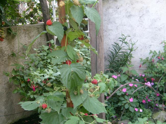 Name:  S6309168.jpg
Views: 481
Size:  63.9 KB
