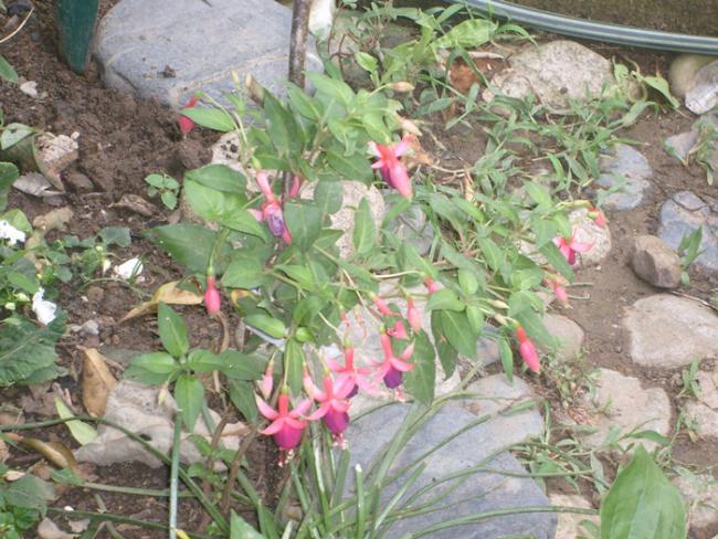 Name:  S6309207.jpg
Views: 505
Size:  68.4 KB