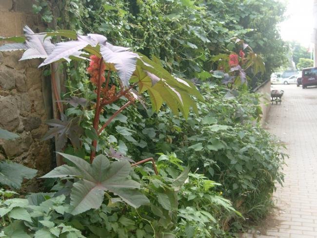 Name:  S6309219.jpg
Views: 478
Size:  65.3 KB