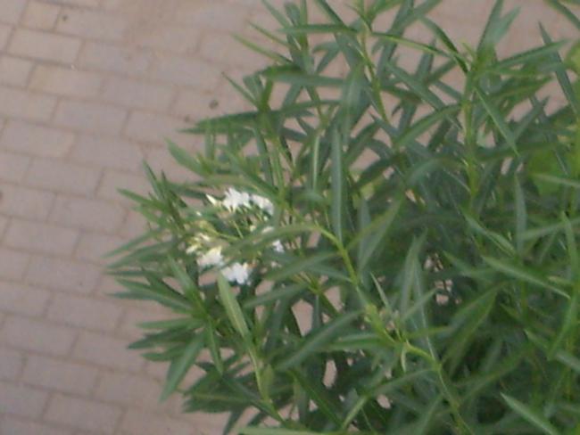 Name:  S6309238.jpg
Views: 525
Size:  33.7 KB
