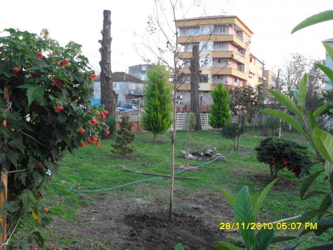 Name:  033.jpg
Views: 570
Size:  63.7 KB