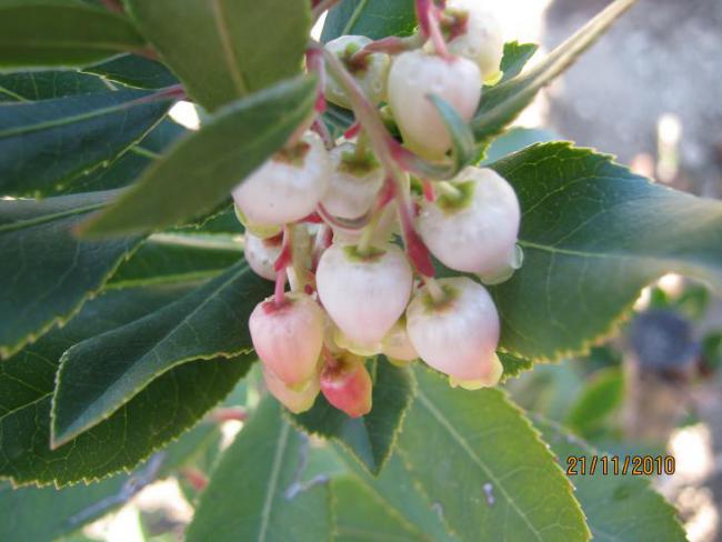 Name:  arbutus unedo1.jpg
Views: 1233
Size:  38.1 KB