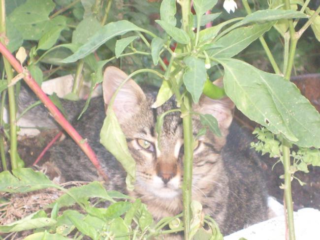 Name:  S6300239.jpg
Views: 441
Size:  51.8 KB