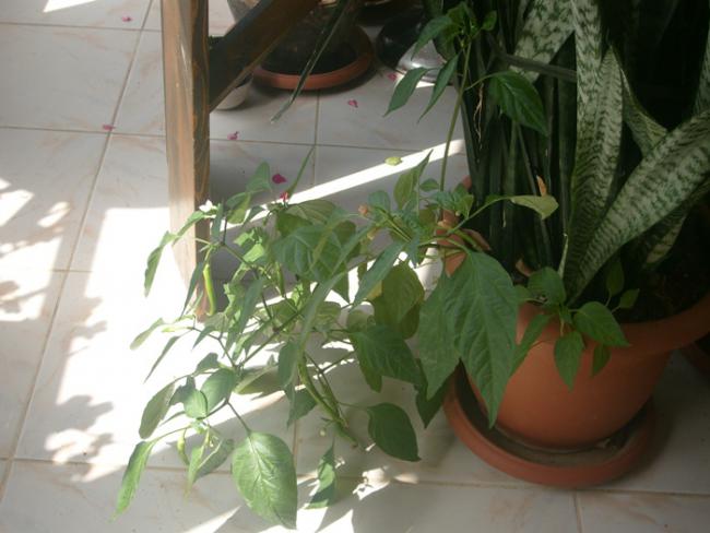 Name:  S6300170.jpg
Views: 445
Size:  39.3 KB
