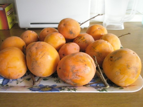 Name:  PB300120 (600 x 450).jpg
Views: 1002
Size:  54.3 KB