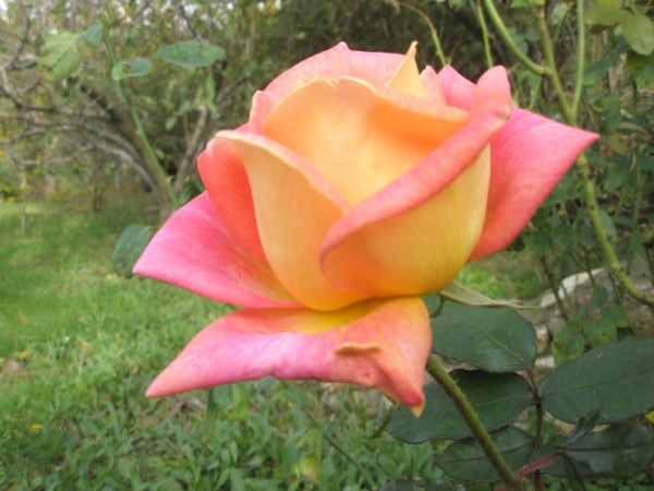 Name:  PB300115 (600 x 450).jpg
Views: 1064
Size:  63.8 KB