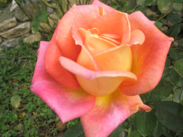 Name:  PB300109 (600 x 450).jpg
Views: 1072
Size:  57.6 KB