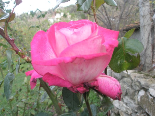 Name:  PB300104 (600 x 450).jpg
Views: 1066
Size:  65.4 KB