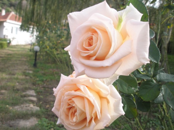 Name:  PB300077 (600 x 450).jpg
Views: 776
Size:  60.5 KB