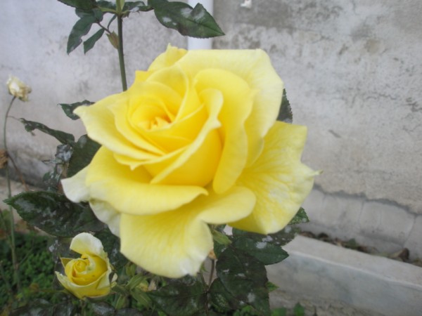Name:  PB300090 (600 x 450).jpg
Views: 1037
Size:  52.0 KB