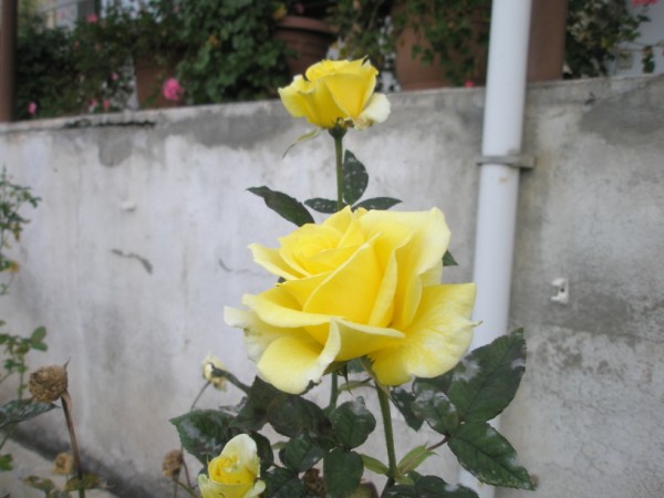 Name:  PB300091 (600 x 450).jpg
Views: 992
Size:  53.9 KB