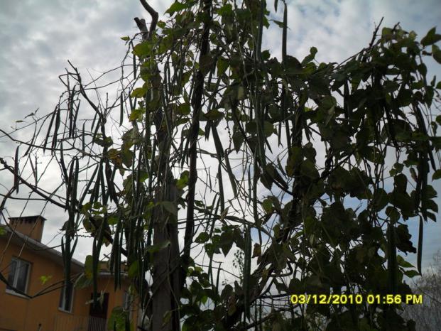 Name:  024.jpg
Views: 478
Size:  72.0 KB