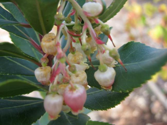 Name:  arbutus unedo.jpg
Views: 1012
Size:  36.0 KB