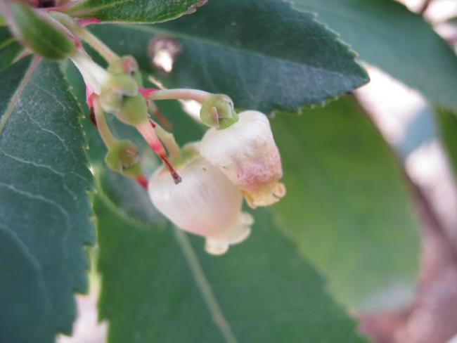 Name:  arbutus yeni iek.jpg
Views: 957
Size:  27.0 KB