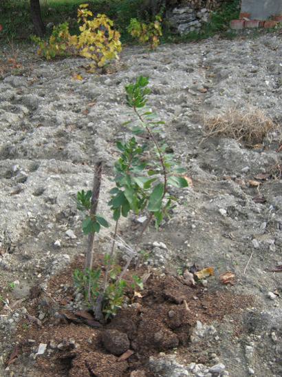 Name:  a. unedo.jpg
Views: 919
Size:  61.0 KB