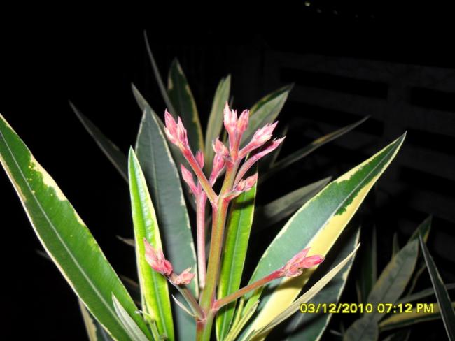 Name:  051.jpg
Views: 473
Size:  38.1 KB