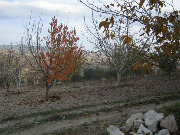 Name:  bahe2.jpg
Views: 1105
Size:  70.7 KB