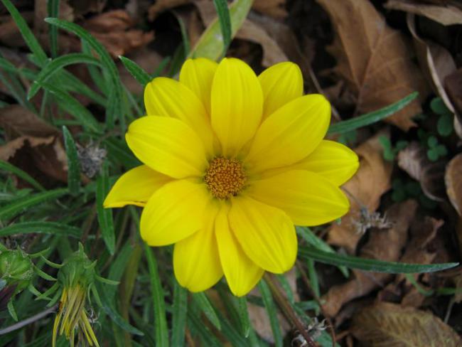 Name:  sar gazanya.jpg
Views: 1240
Size:  39.6 KB
