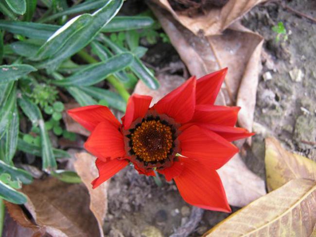 Name:  krmz gazanya.jpg
Views: 1067
Size:  47.4 KB