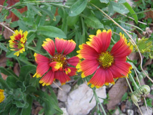 Name:  galliardia 1.jpg
Views: 1029
Size:  52.3 KB