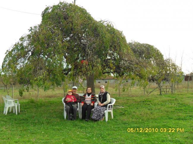 Name:  155.jpg
Views: 533
Size:  63.7 KB