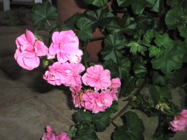 Name:  PC050145 (600 x 450).jpg
Views: 756
Size:  67.7 KB