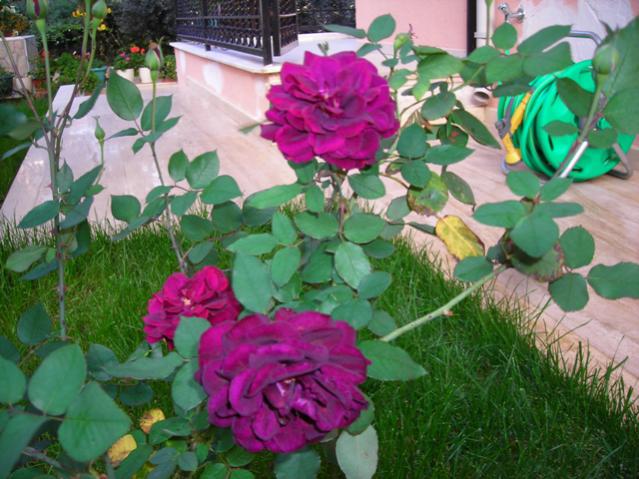 Name:  DSCN3951.jpg
Views: 567
Size:  58.2 KB